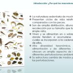 Uso de macroinvertebrados acuáticos como indicadores de la calidad del agua por Abimel Moreno
