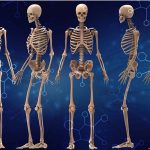 Understanding the Human Skeletal System: Structure, Function, and Significance