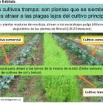 Manejo Integrado de Plagas MIP en la Agricultura por Carmen Sol S