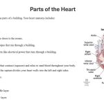 Cardiovascular System & Associated Diseases by Muhammad Usama J