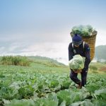 Carbon Project Development and Agriculture: A Sustainable Future for Farming and the Planet