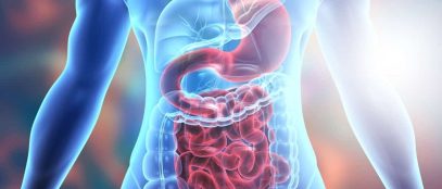 The Digestive System: A Comprehensive Overview