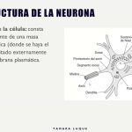 El Tejido Nervioso por Tamara L