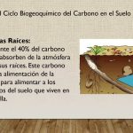 La Biogeoquimica del Carbono del Suelo “Del Dust Bowl a la Glomalina”  por Carmen Sol S