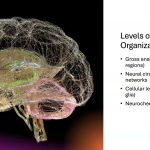 The structure and function of human brain pt 2