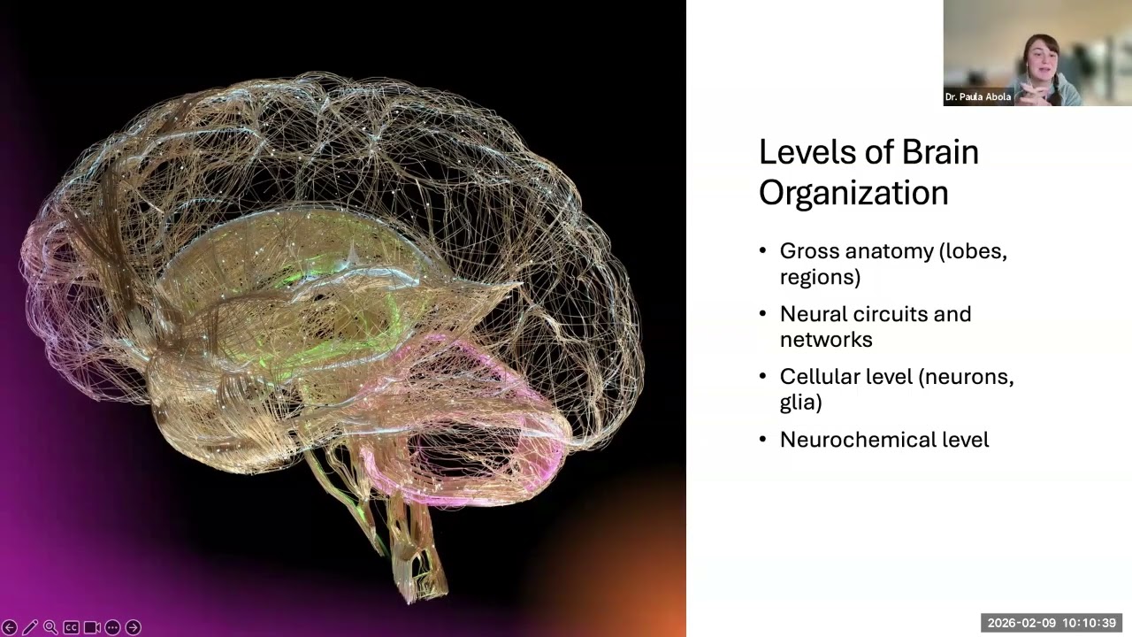 The structure and function of human brain pt 2 – MyAIU Radio